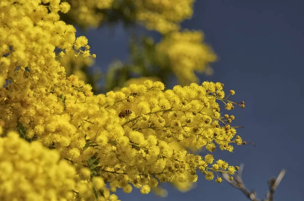 Včela opyluje žluté mimózy — Stock fotografie