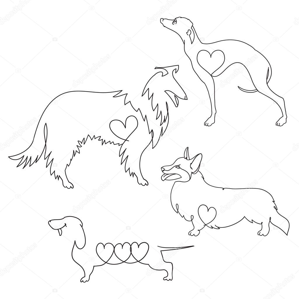 Set of four different dog breeds. Corgi, Dachshund, collie and Greyhound.