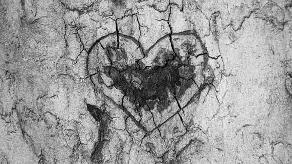 Heart carved in the tree bark — Stock Photo, Image