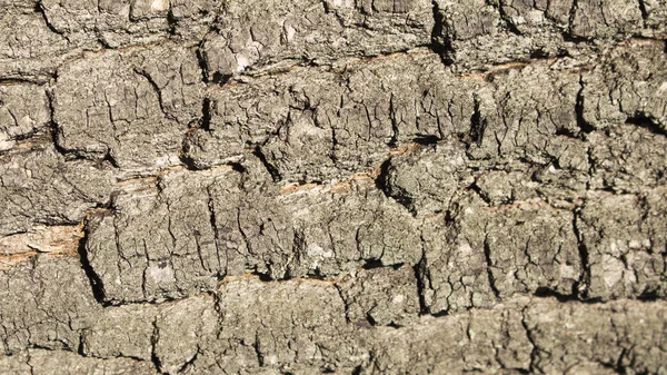 Textura da casca de madeira Fundo — Fotografia de Stock