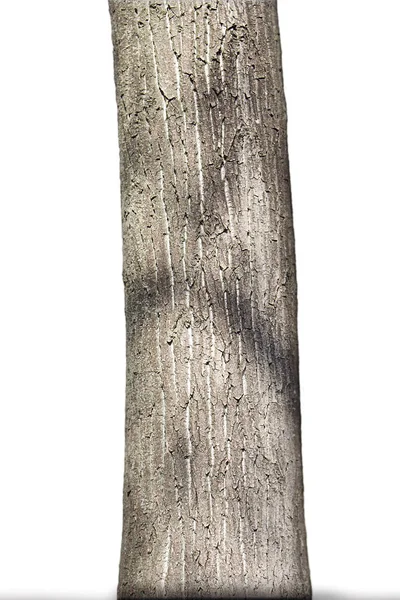 Árbol tronco aislado sobre fondo blanco — Foto de Stock