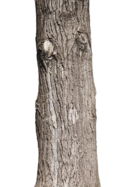 Tronco de árvore isolado em fundo branco — Fotografia de Stock