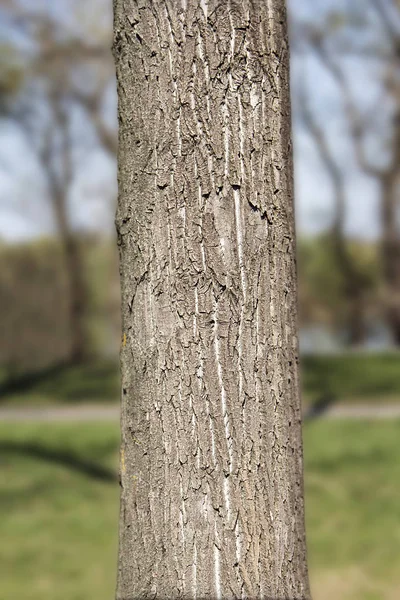 Tronco de árbol en el bosque — Foto de Stock