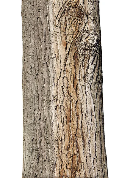 Δέντρο Trunk απομονώνονται σε λευκό φόντο — Φωτογραφία Αρχείου