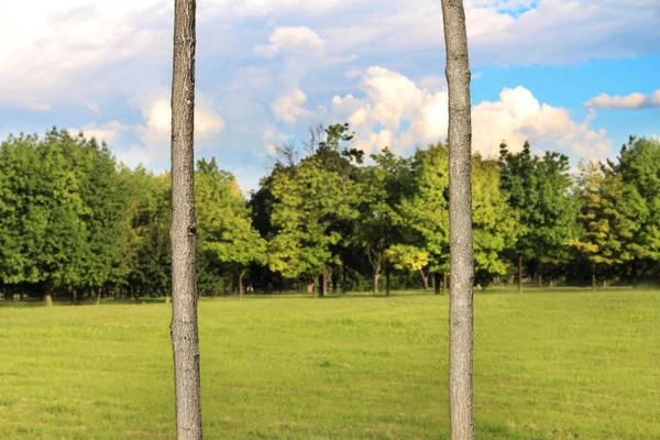 Parkta ağaç gövdeleri yakın çekim — Stok fotoğraf