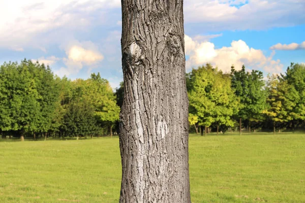 Стовбур дерева крупним планом в парку — стокове фото