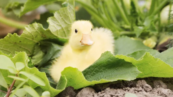 Baby Duck in The Garden Outdoors — Stock Photo, Image