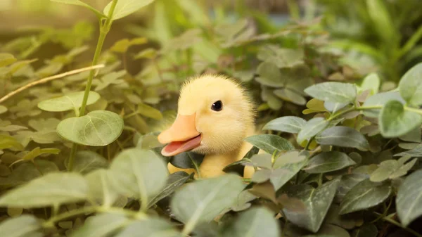 Pato do bebê no jardim ao ar livre — Fotografia de Stock