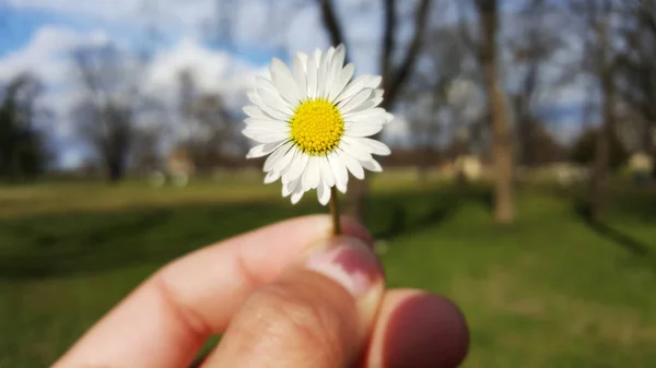 Doğa arka plan ile elinde çiçek Held — Stok fotoğraf