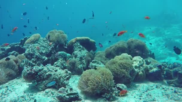 Underwater Colorful Fishes Corals Beautiful Tropical Island Maldives Indian Ocean — Stock Video