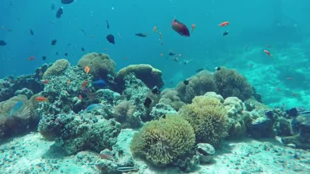 印度洋美丽的热带岛国马尔代夫的水下五颜六色的鱼和珊瑚 — 图库视频影像