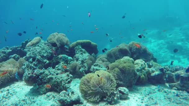 Underwater Colorful Fishes Corals Beautiful Tropical Island Maldives Indian Ocean — Stock Video