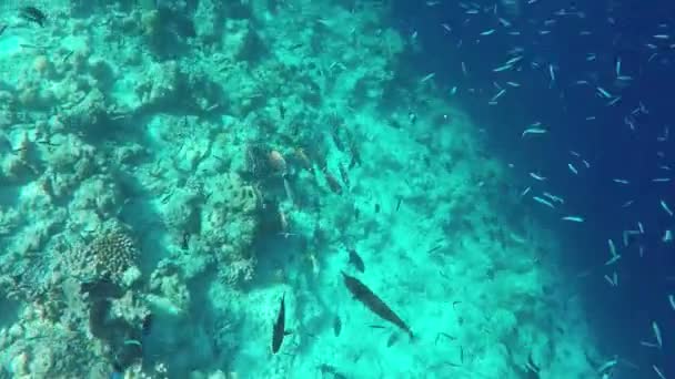 Poissons Coraux Colorés Belle Île Tropicale Des Maldives Dans Océan — Video