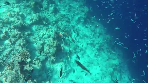 Fishes Colorful Corals Beautiful Tropical Island Maldives Indian Ocean Inyección — Vídeo de stock