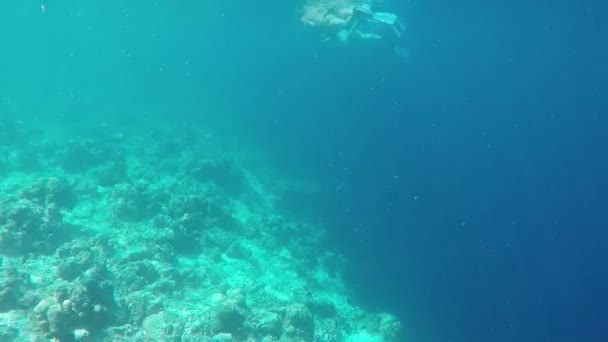 Colorful Corals Fishes Beautiful Tropical Island Maldives Indian Ocean Underwater — Stock Video