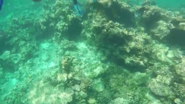 Coraux Poissons Colorés Belle Île Tropicale Des Maldives Dans Océan — Video