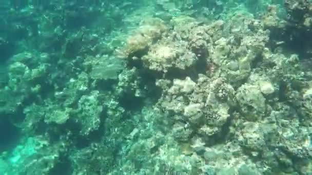 Underwater Colorful Corals Fishes Beautiful Tropical Island Maldives Indian Ocean — Stock Video