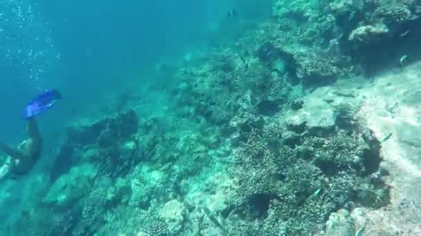 Colorful Corals Fishes Beautiful Tropical Island Maldives Indian Ocean Underwater — Stock Video