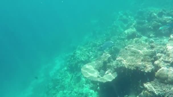 Unterwasser Bunte Korallen Und Fische Auf Der Wunderschönen Tropischen Insel — Stockvideo