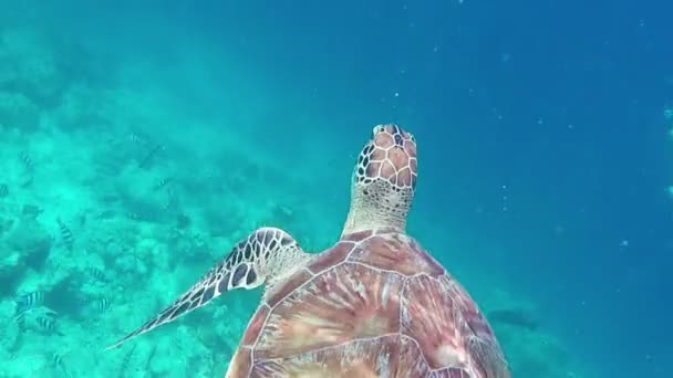 Große Grüne Meeresschildkröte Schwimmt Unter Wasser Auf Wunderschöner Insel Der — Stockvideo