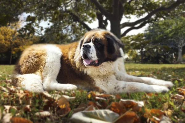 St. bernard dog in der natur auf dem boden liegend — Stockfoto