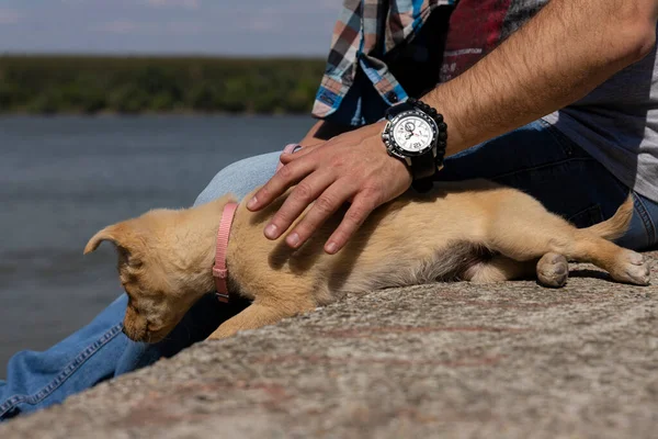 Filhote Cachorro Sendo Acariciado Por Seu Dono Bonitos Adoráveis Animais — Fotografia de Stock