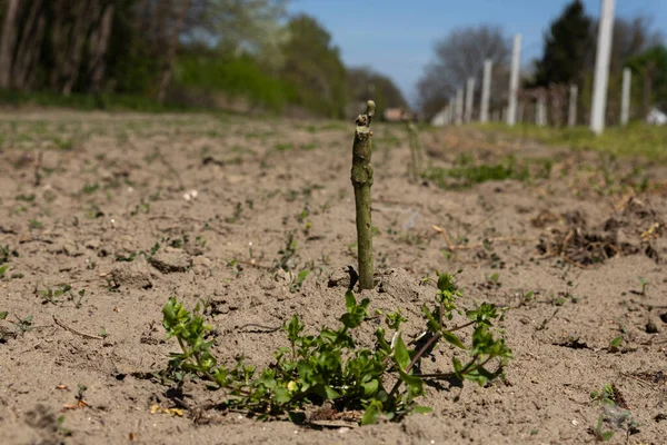 Viñas Jóvenes Plantadas Viñedo Para Producción Uvas Vino — Foto de Stock