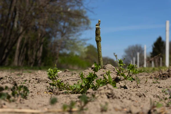 Viñas Jóvenes Plantadas Viñedo Para Producción Uvas Vino — Foto de Stock