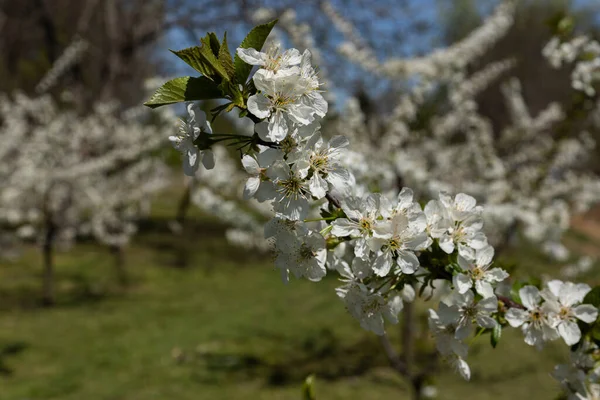 Árvores Florescentes Com Flores Brancas Pomar Conceito Floração Primavera — Fotografia de Stock