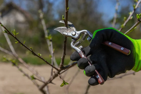 Orchard maintenance. Agricultural works, branching on fruit trees with agricultural scissors