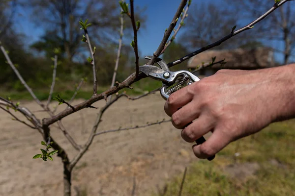Orchard maintenance. Agricultural works, branching on fruit trees with agricultural scissors