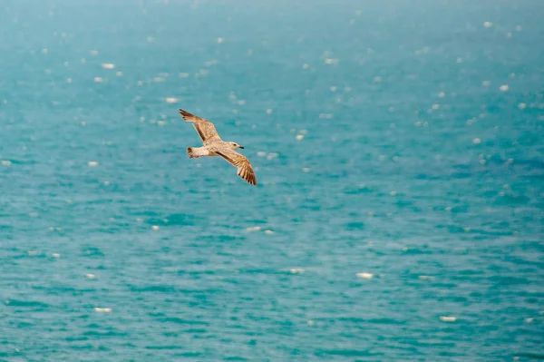 Vista superior da silhueta da gaivota voadora. Pássaro voa sobre o mar . — Fotografia de Stock
