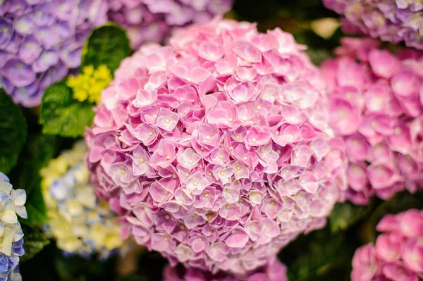 Bos van levendige roze Hydrangea bloemen bloeien — Stockfoto