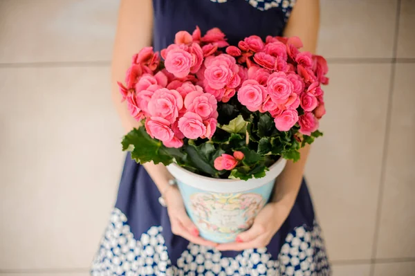 หม้อที่สวยงามของดอกไม้สีชมพูสดใสน่ารัก — ภาพถ่ายสต็อก