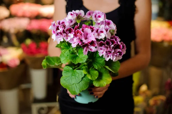 Bonita olla azul con preciosas flores púrpuras — Foto de Stock