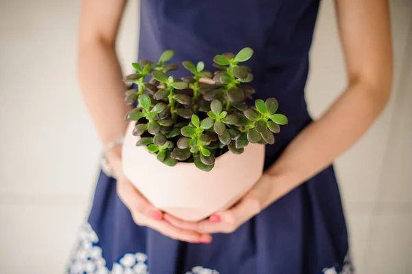 Woman is holding a pot with green house flower