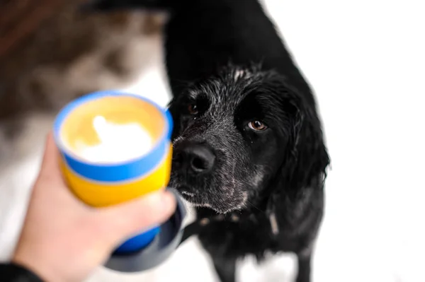 犬の近くのホットド リンクのカラフルなカップ — ストック写真