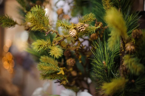 Fluffy fir-tree branches with little pine cones — Stock Photo, Image