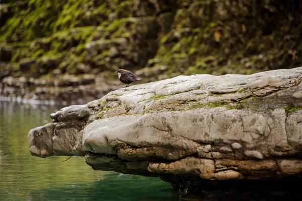 Cute little bird sitting on the river stone — Stock Photo, Image