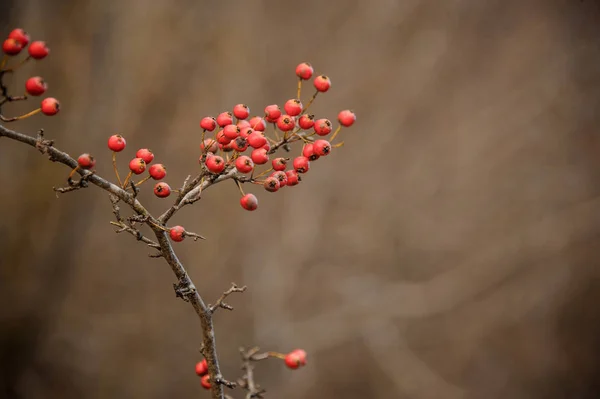 Rote Weißdornbeeren auf den Zweigen im Wald — Stockfoto