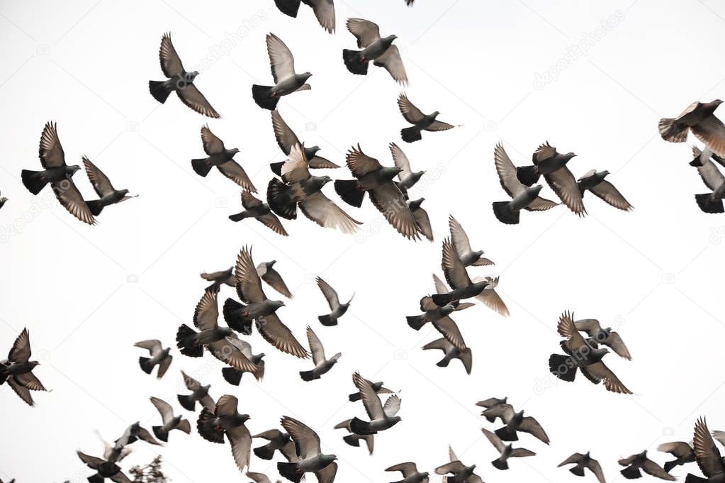 Group of many pigeons flying in the grey sky