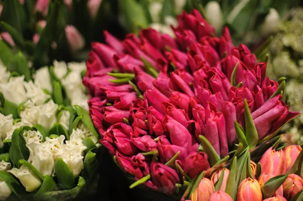 Вид сверху на большие букеты белых и розовых тюльпанов — стоковое фото