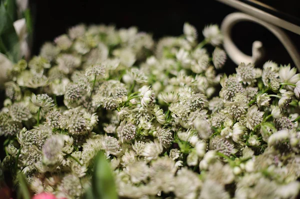 Close-up foto van kleine witte bloemen — Stockfoto