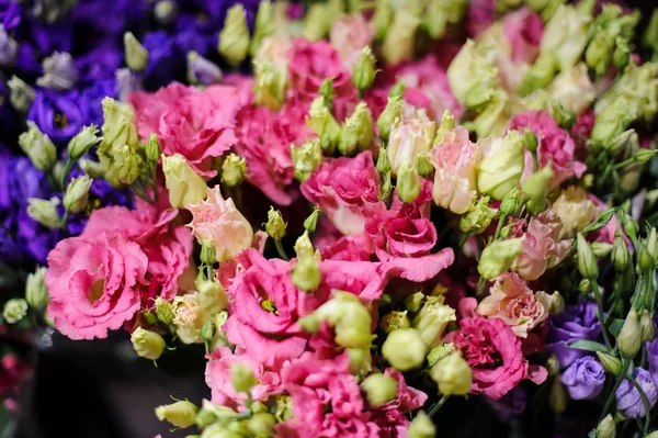 A pályázati rózsaszín virágok bontatlan bimbó macrophotography — Stock Fotó