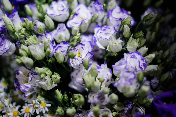 Macrofotografie van inschrijving blauwe en witte bloemen met ongeopende toppen — Stockfoto