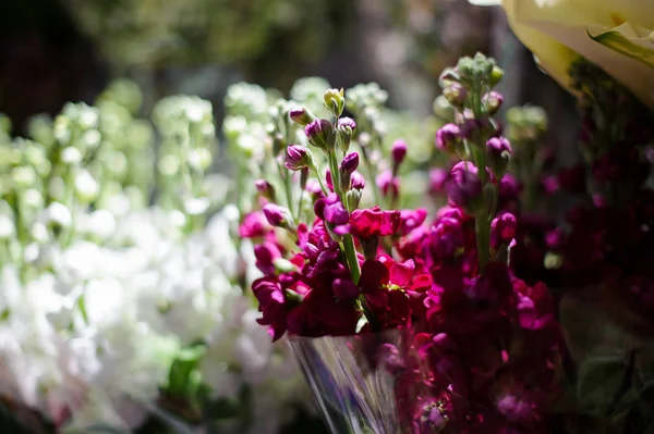 Macrofotografie van tere roze bloemen met ongeopende toppen in een winkel — Stockfoto