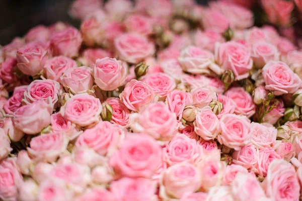 Háttér egy kicsit gyönyörű rózsaszín rózsa — Stock Fotó