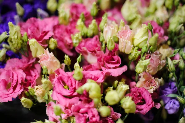 Háttér elképesztően szép rózsaszín virágok — Stock Fotó