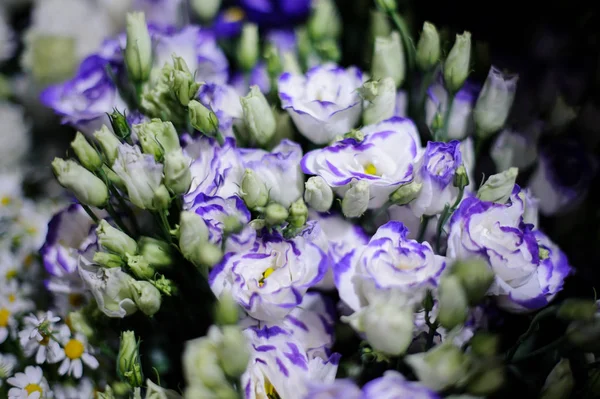 Pozadí krásné bílé květy s fialovým lemem — Stock fotografie