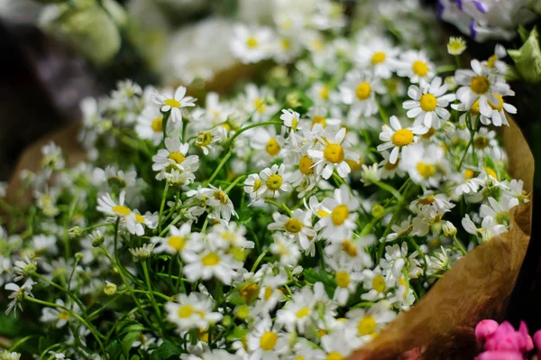 Achtergrond van een beetje mooie witte camomiles — Stockfoto